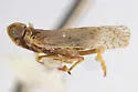 Melanoliarus pygmaeus - photo 2