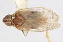 Melanoliarus pygmaeus - photo 3