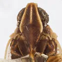 Melanoliarus pygmaeus - photo 4