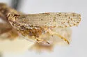 Melanoliarus pygmaeus - photo 5