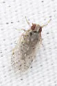 Melanoliarus texanus - photo 2