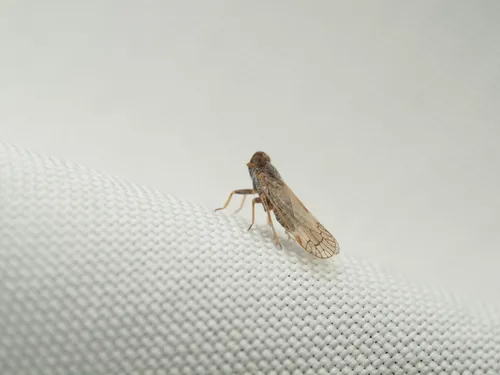 Melanoliarus viequensis