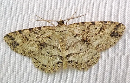 Canadian Melanolophia Moth