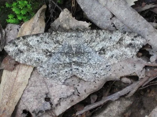 Canadian Melanolophia Moth - photo 5