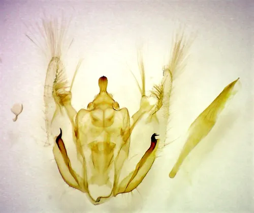 Canadian Melanolophia Moth - photo 6
