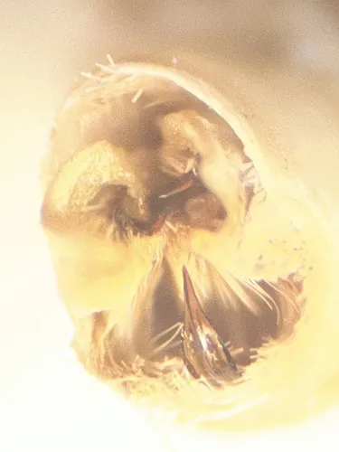 Canadian Melanolophia Moth - photo 7