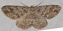Melanolophia centralis - Hodges#6619