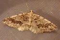 Western Carpet - Hodges#6618 - photo 3