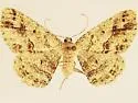 Melanolophia imperfectaria - Hodges#6622