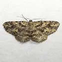 Melanolophia imperfectaria - Hodges#6622 - photo 2