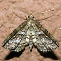 Gold-lined Melanomma Moth - Hodges#8412 - Melanomma auricinctaria