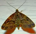 Gold-lined Melanomma Moth - Hodges#8412 - photo 2