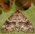Gold-lined Melanomma Moth - Hodges#8412 - photo 3