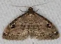 Gold-lined Melanomma Moth - Hodges#8412 - photo 4