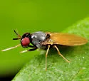 Melanomyza femoralis