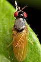 Melanomyza femoralis - photo 2