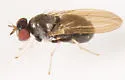Melanomyza gracilipes