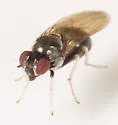 Melanomyza gracilipes - photo 2
