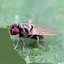 Melanomyza gracilipes - photo 4