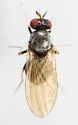 Melanomyza intermedia