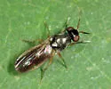 Melanomyza manuleata - photo 2