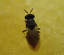 Melanomyza signatifrons