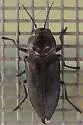 Black Fire Beetle