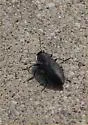 Black Fire Beetle - photo 2