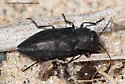 Black Fire Beetle - photo 3