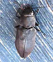 Black Fire Beetle - photo 4