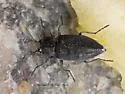 Black Fire Beetle - photo 5