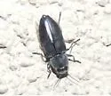 Melanophila atropurpurea