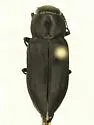 Melanophila atropurpurea - photo 2