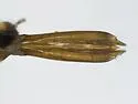 Melanophila atropurpurea - photo 3