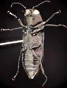 Melanophila atropurpurea - photo 4