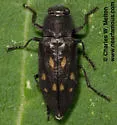 Melanophila consputa - Melanophila consputa