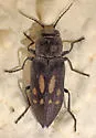 Melanophila consputa - photo 3