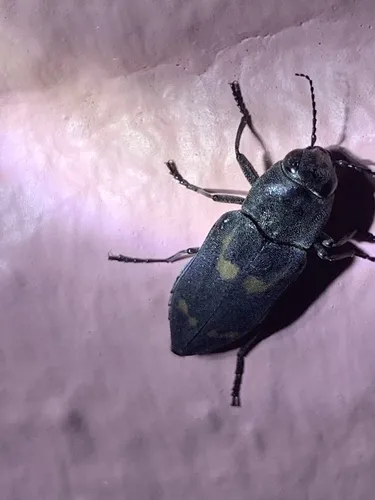 Melanophila notata - photo 2