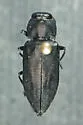 Melanophila occidentalis