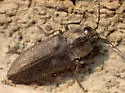 Melanophila occidentalis - photo 2