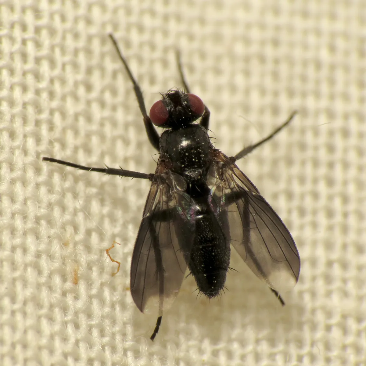 Melanophora roralis - photo 3