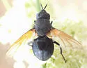 Melanophrys flavipennis