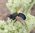 Melanophrys flavipennis - photo 2