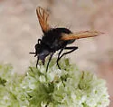 Melanophrys flavipennis - photo 3