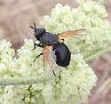 Melanophrys flavipennis - photo 4