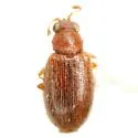 Melanophthalma americana