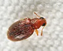 Melanophthalma americana - photo 2