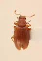 Melanophthalma americana - photo 4