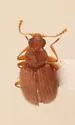 Melanophthalma americana - photo 5
