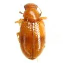 Melanophthalma casta